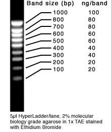 Bioline Hyperladder 1