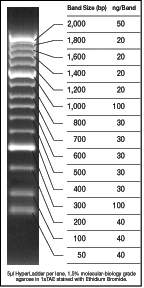 Hyperladder Ii